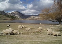 descubriendo la estepa